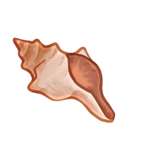 Vulpi Conch