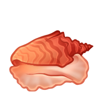 Queens Conch